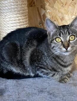 🐱Zauberhafte Babykatze Hazel🐱 - Eislingen (Fils)