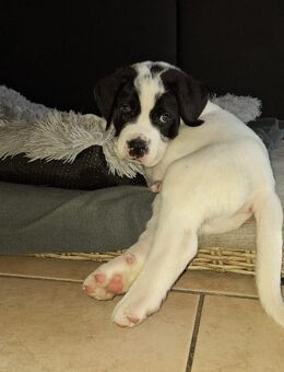 Bernhardiner Doggen Welpen Mix - Oldendorf (Niedersachsen)