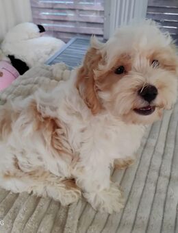 Maltipoo - Schraplau