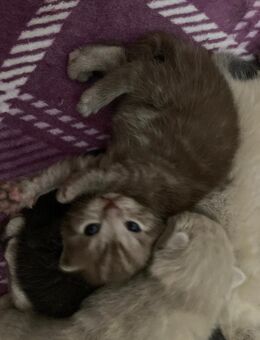 BkH Kitten reinrassig Silver tabby - Bremen