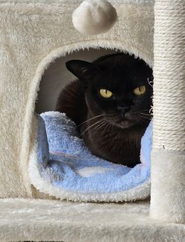 Stammbaum Burmese Beauty - sucht Einzelkatzenhaushalt - Neualbenreuth