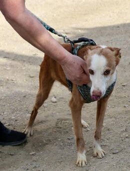 Jota, freundlich, offen, neugierig - Westerholt