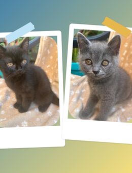 Reinrassige Bkh Kitten - Köln