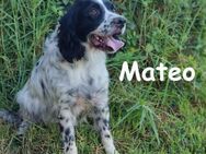 Mateo wunderschöner Spaniel 06/2020 ESP - Ruppertsecken