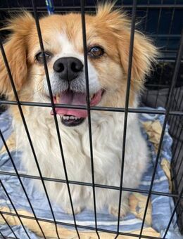 Mimi ist ein 7-jähriges Tibet-Spaniel- - Kassel