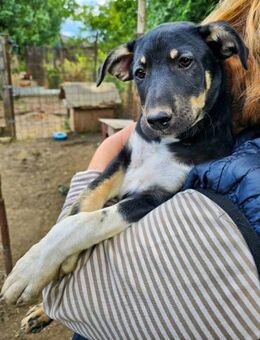 SILAS ein kleiner Sonnenschein - Rambin