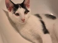 Fanny, ca. 3,5 Monate, Zuhause gesucht.. - Grimburg