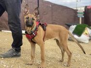 Ramoncín - junger Malinois-Mix - Bad Camberg