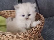 Ragdoll kitten Kätzchen bäbys - Wesseling