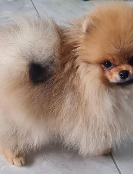 Pomeranian mit Ahnentafel - Straßkirchen