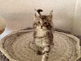 Maine Coon Kitten in 31582