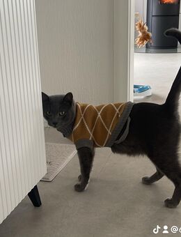 Russisch blau mix Kater - Mudersbach