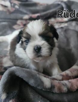 Shih tzu welpen - Güstrow