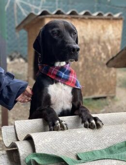 Jeca - Aufgeschlossener Rüde - Berlin