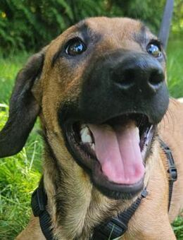 Sheela süßes Strahlemädchen - Obertshausen