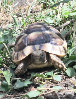 Breitrandschildkröten Testudo marginata - Büchenbach