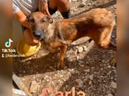 Carla vermutlich Malinoi Mix Hündin sucht Zuhause - Leipzig