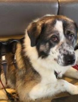 Picasso sucht ein neues Zuhause - München