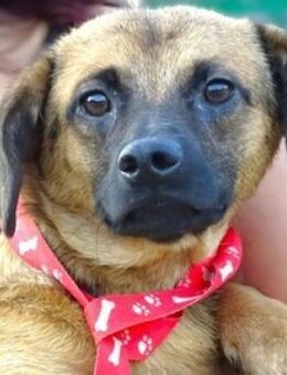 HARRY möchte die Welt erkunden - Gefrees