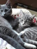 Maine Coon Mix Katzen in 50354
