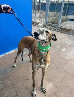 Wally, anhänglicher Traumhund - Haar