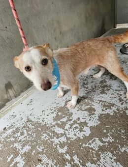 Gute-Laune-Hund Rofu - Eichenzell