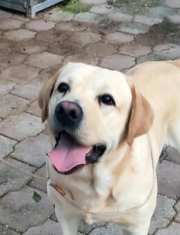 Marley - ein Freund fürs Leben - Grevenbroich