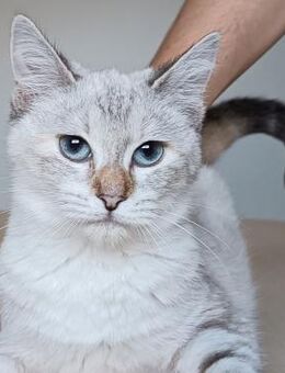 Lia - bildhübsche junge Thai Katze - Wilhelmsfeld