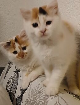 Maine Coon - Britisch Kurzhaar , Schildpatt auf Weiß, absoluter Edel-Mix - Sontra Zentrum