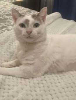 Verspielter Jabari wartet auf Dich - München