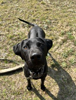 Leo, schwarze Schönheit - Bad Belzig