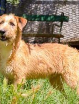 Süßer Jasper sucht seine Familie - Weilheim (Oberbayern)