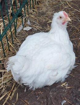 Broiler / Masthähnchen - Wanzleben-Börde