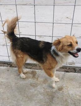 Abby möchte aus Rumänien raus - Blankenheim (Nordrhein-Westfalen)