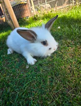 Kaninchen 🐰 🐇 Mixe Abzugeben - Verl