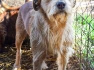 Harvey sucht Hundekenner - Velbert