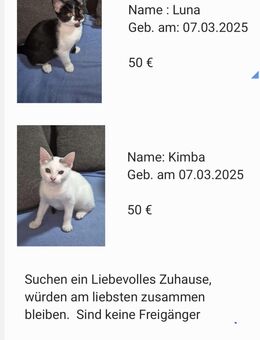Sehr süße Kätzchen abzugeben - Pforzheim