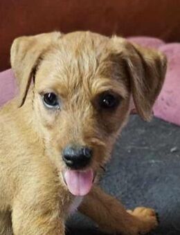 TOFFEE - unerwünscht und weggeworfen - Seggebruch