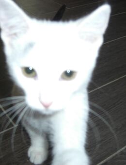 Kitten - junge weibliche Katze 4 Monate alt - Wohnungsaufzucht - Magdeburg