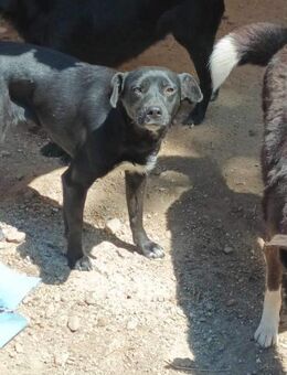 Kimberly schwarze Schönheit - Langenhagen