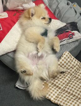 Zwergspitz kleiner Prinz Coco - Geretsried