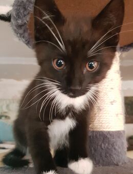 süsse Kätzchen, Kitten, Katzebabys sehr lieb - Bernburg (Saale)