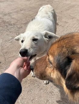Hero - feinfühliger Hund - Löwenberger Land