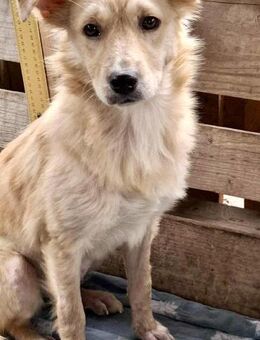 Alice - verschmust & verspielt - Koblenz