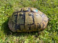 0.1 Griechische Landschildkröte, Testudo hemanni boettgeri, Zuchtweibchen, Wildfang, eierlegend - Birkenfeld (Rheinland-Pfalz)