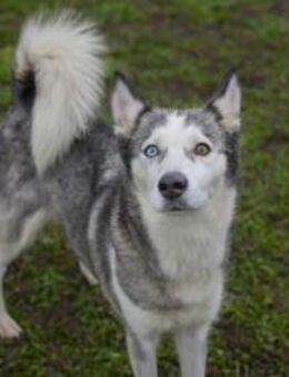 PEARL - fröhlich aktiv und liebevoll - Overath