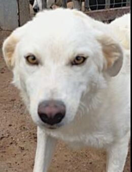 Peace sucht ihr Glück - Neuss