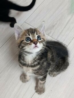 Mix Kitten - Idesheim