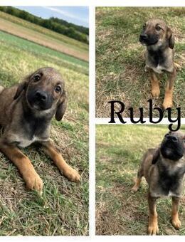 Ruby sucht ihre ♥️Menschen - Bissingen