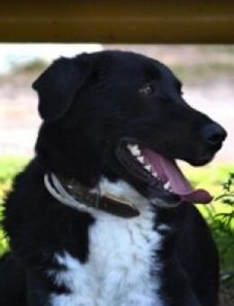 Kentas, unsere Wasserratte - Mettmann